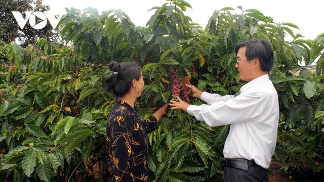 Cà phê Việt Nam hướng mục tiêu xuất khẩu 6 tỷ USD năm 2030 - Ảnh 1.