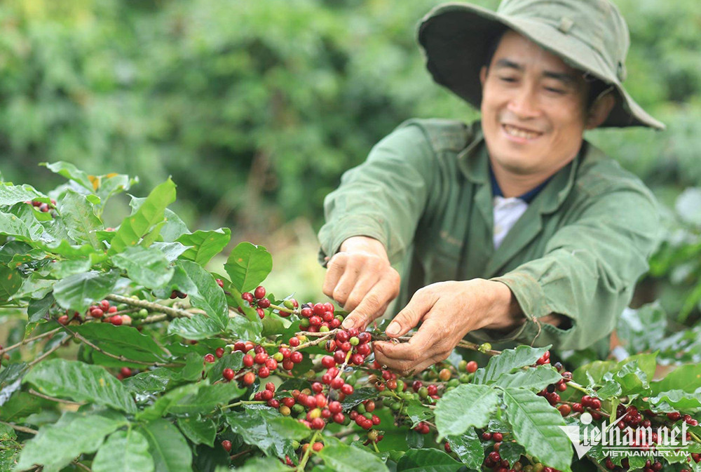 Việt Nam sẽ giảm dần xuất khẩu cà phê thô. 
