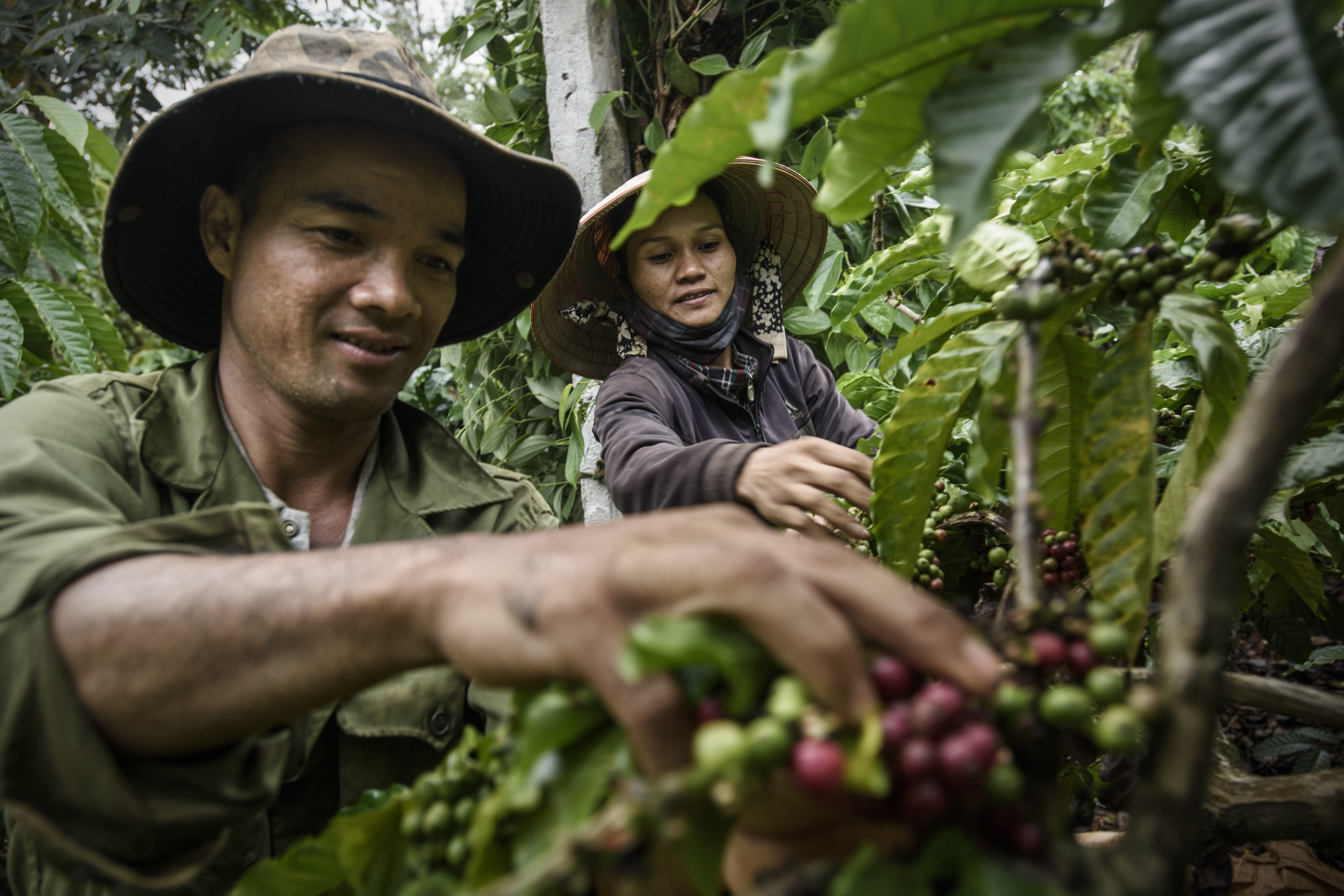 Tổng quan về ngành cà phê Việt Nam | PrimeCoffee